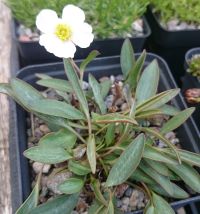 Ranunculus x flahaultii - 8cm pot 